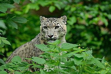 《漫威复仇者联盟》最终更新免费解锁几乎所有物品